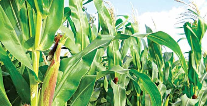 IAR new technology raises hope of maize sufficiency in Nigeria