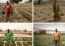 The zaï technique: How farmers in the Sahel grow crops with little to no water