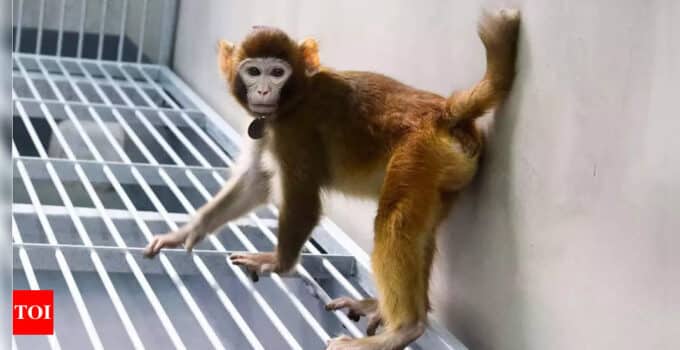 Cloned monkeys: A breakthrough for gene technology?