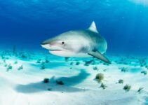 High-Tech Insights Into Stomach Retraction In Released Sharks