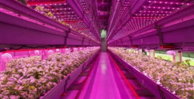 Vertical farming: Techno-optimism meets harsh realities – Ivo Vegter