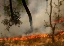 India developing multi-swarm drone technology for forest fire management