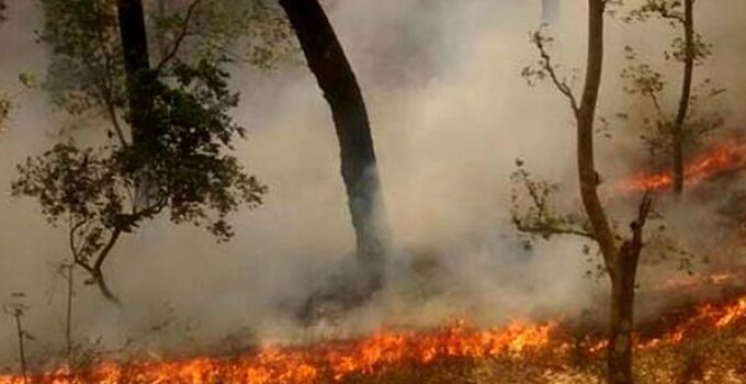 India developing multi-swarm drone technology for forest fire management