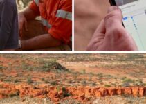 A million acres fully wired: How this outback cattle station is embracing technology