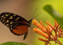 Butterfly-inspired AI technology for multi-sensory decision making
