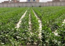 Chinese Intercropping Tech Spreads to Pakistan, Upgrading Agricultural Practices