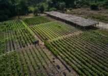 Africa: Upscaling Transformative Agricultural Technologies in Sub-Saharan Africa