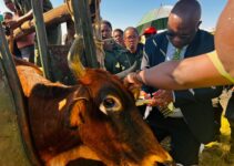 News24 | Eastern Cape govt launches hi-tech tag initiative to combat rampant stock theft