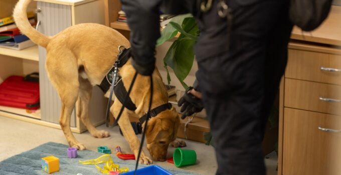 Tech Detection Dogs Ramp Up Crime Fight in 2024: AFP | Mirage News